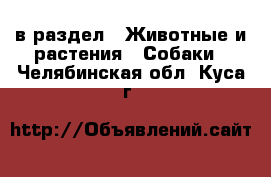  в раздел : Животные и растения » Собаки . Челябинская обл.,Куса г.